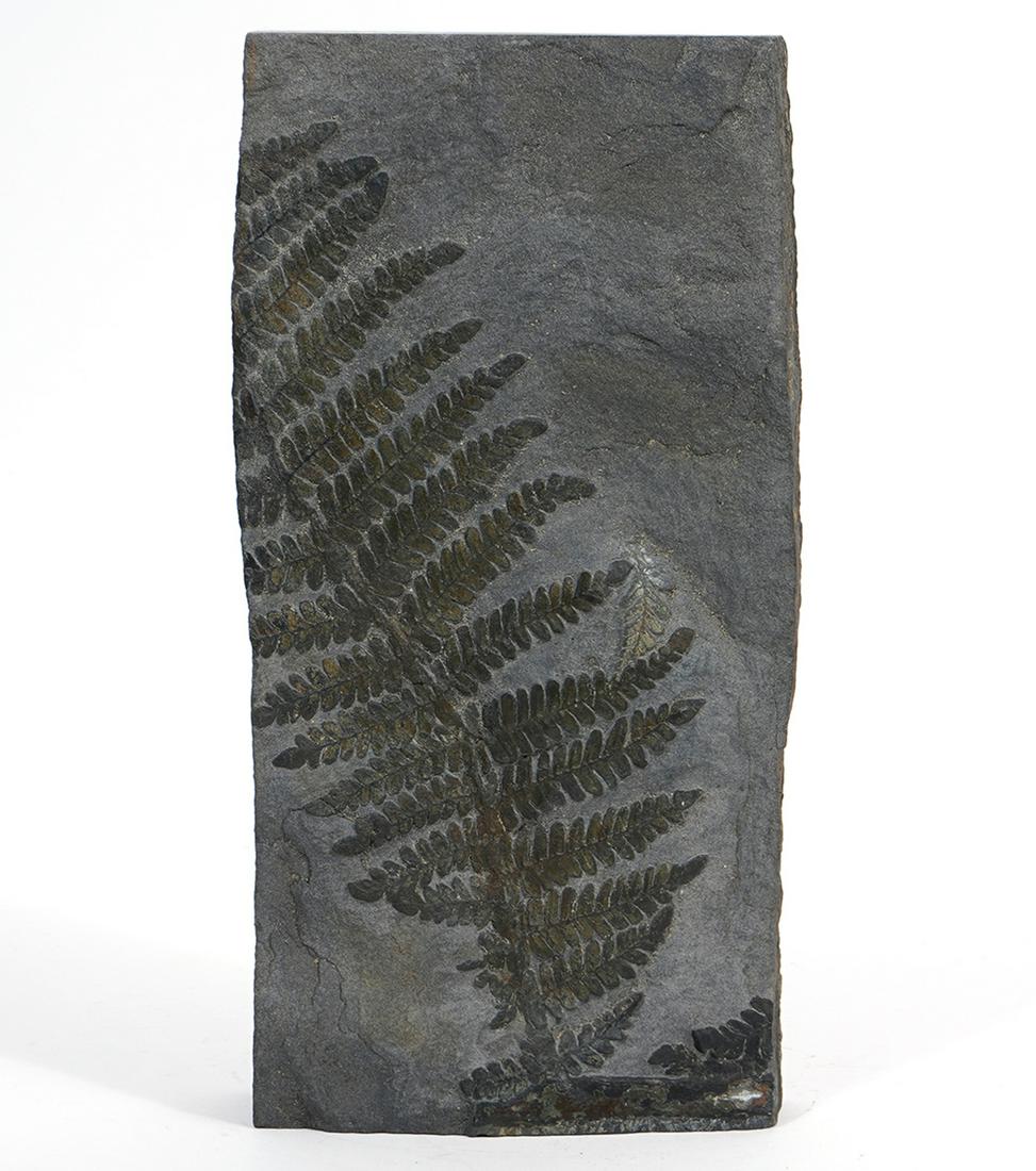 Fern Fossil in Slate Slab (1 of 4)