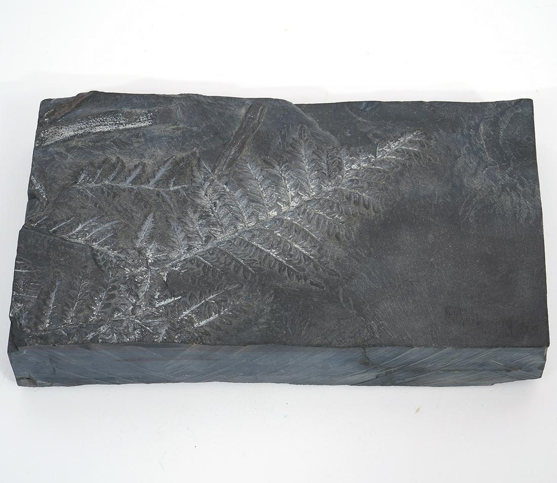 Fern Fossil Specimen in Slate: Fern fossil specimen in slate slab, measures 11.5"L x 7"W x 1.75"H. Condition report: Good condition, no issues, please examine all photos closely. Contact C. Biddle Auction Gallery for more detailed