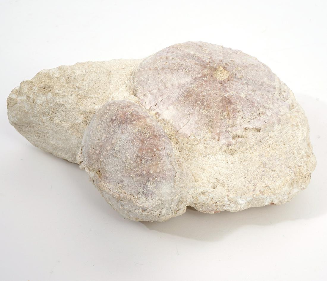 Sea Urchin Fossil Specimen: Sea urchins fossil specimen, possibly tetragramma species, measures 6.5"L x 6"W x 3"H. Condition report: Good condition, no issues, please examine all photos closely. Contact C. Biddle Auction Gallery