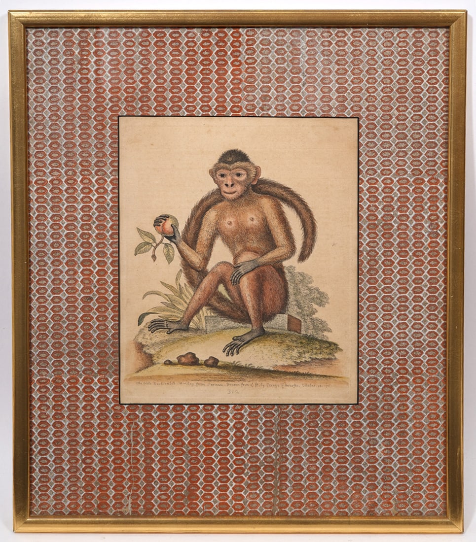 George Edwards Bush-Tailed Monkey Engraving (1 of 5)