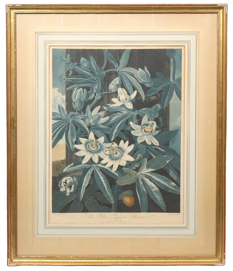 Dr. Thornton 'The Blue Passion Flower' Print: The Blue Passion Flower' (Plate 17) is an iconic botanical print published in January 1800 by English physician and writer Dr. Robert John Thornton. Engraved by Caldwell after a painting by Philip Rei