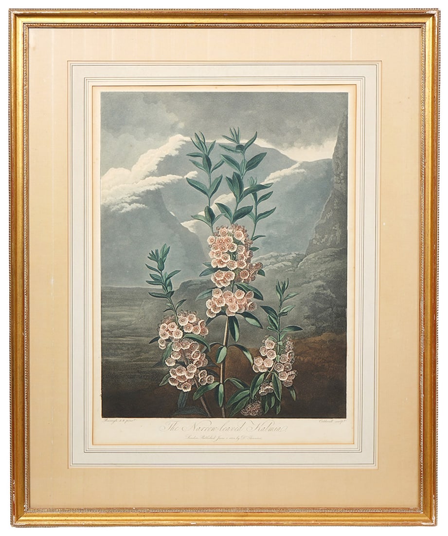 The Narrow Leaved Kalmia' Aquatint Dr. Thornton: Robert John Thornton, English (1768-1837). English physician and botanical writer, Thornton, engraved by Caldwell after a painting by Philip Reinagle, it is part of his landmark masterpiece, 'The Temp