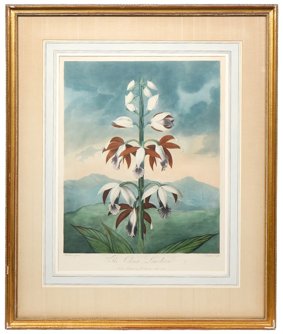 The China Limadoron' by John Landseer: John Landseer, English (1769-1852) artist. 'The China Limadoran' is a detailed botanical illustration of an orchid and is part of the 'Temple of Flora' series published by Dr. Robert John Thornton. Mo