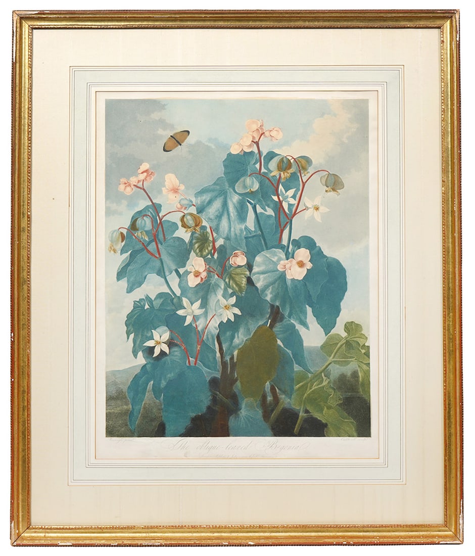 Oblique-Leaved Begonia' From 'Temple of Flora': The Oblique-Leaved Begonia' a botanical print, is part of 'The Temple of Flora' series by Dr. Robert John Thornton (1768-1837) which was originally published around 1800. The series celebrated the Lin