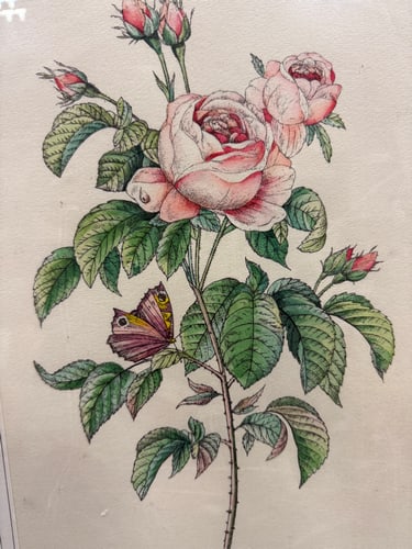 Watercolour Painting of Pink Roses, Signed By The Artist, - 4