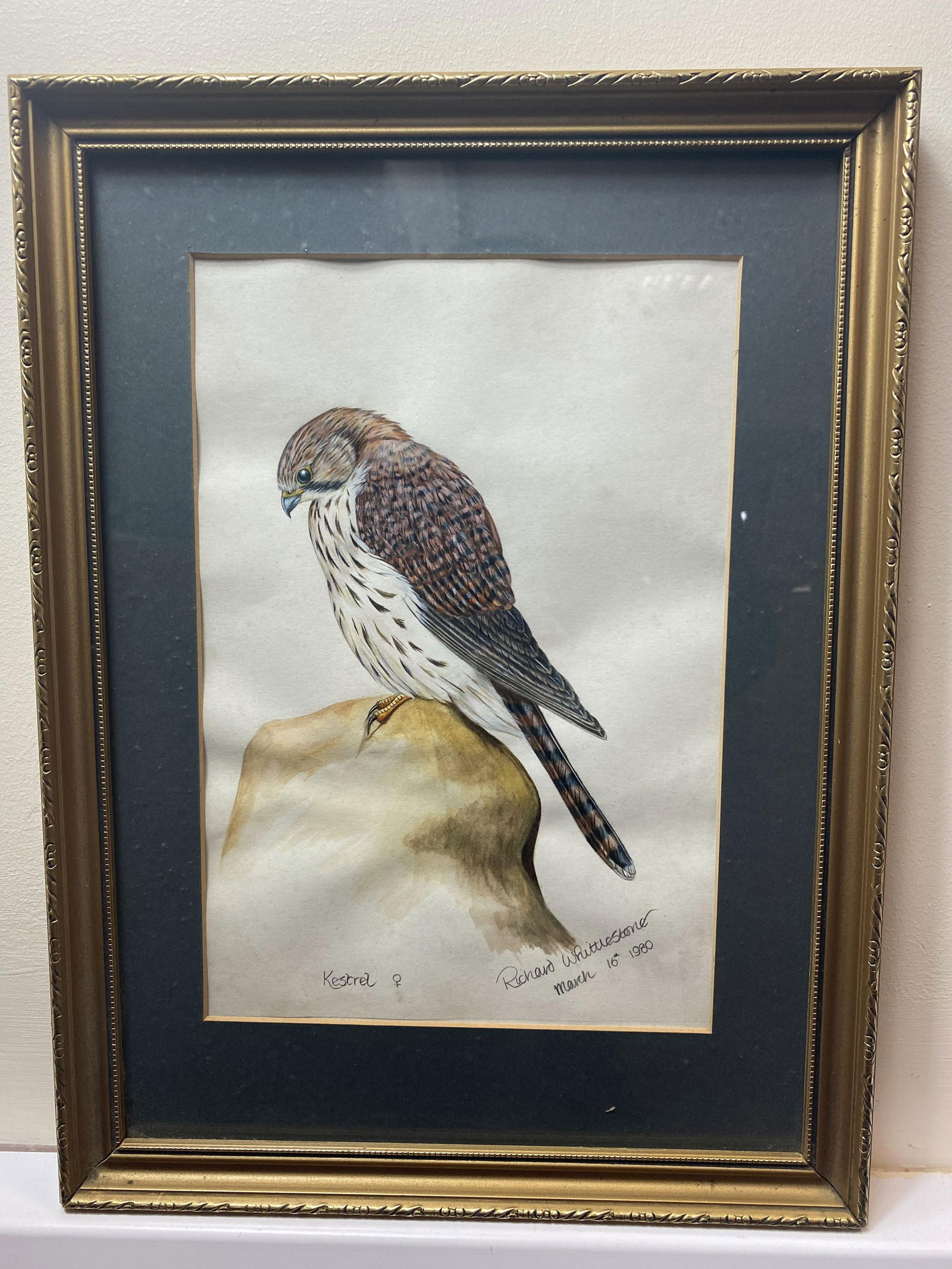 Richard Whitestone Kestrel 1980, Original Watercolour Signed: Watercolor painting of a Kestrel, a small falcon, perched on a rock. The painting is signed by "Richard Whitestone" Dated March 16th 1980. Original Watercolour Drawing 