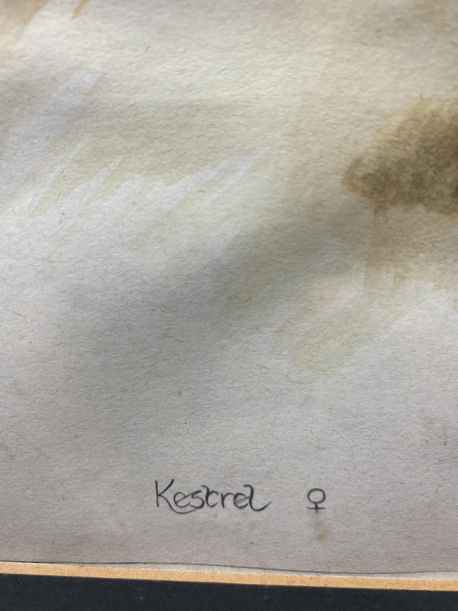 Richard Whitestone Kestrel 1980, Original Watercolour Signed - 4