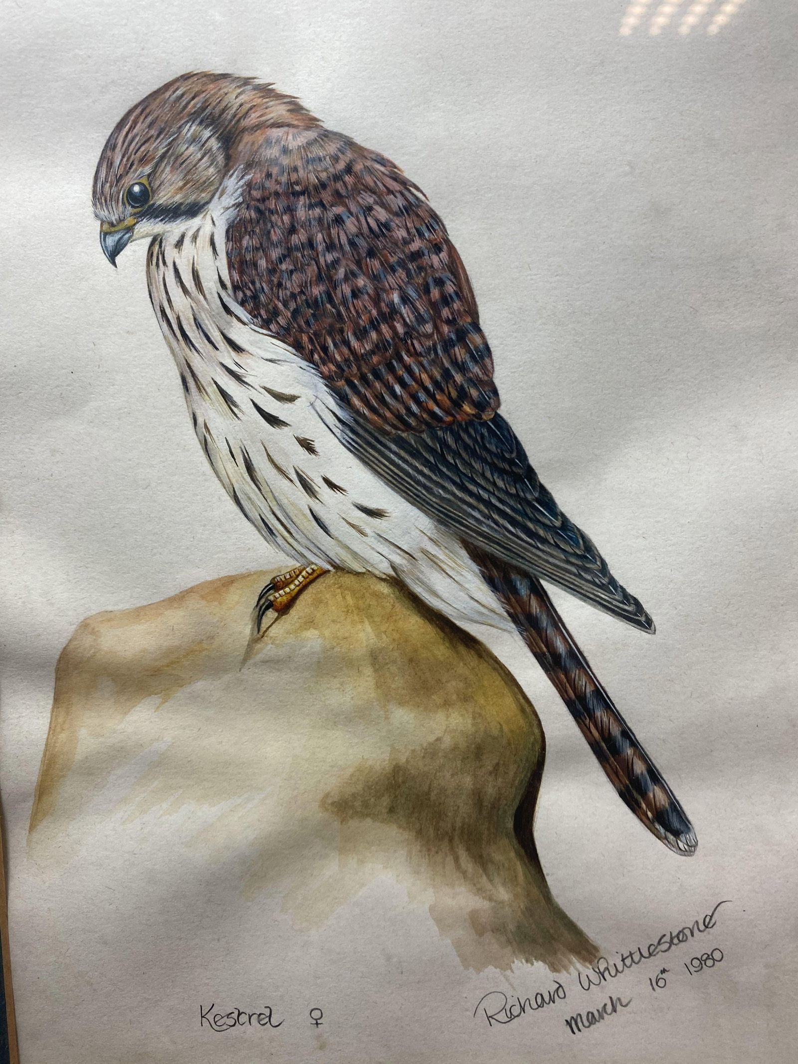 Richard Whitestone Kestrel 1980, Original Watercolour Signed - 5