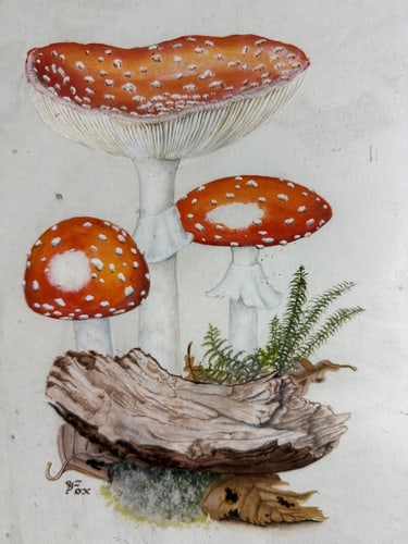 Watercolour, Vintage, WM Otto Mushrooms, Original, Signed, - 2