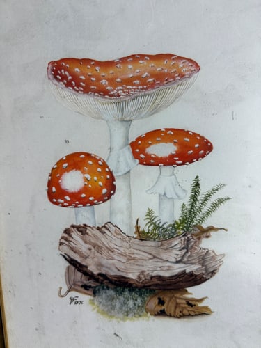 Watercolour, Vintage, WM Otto Mushrooms, Original, Signed, - 4
