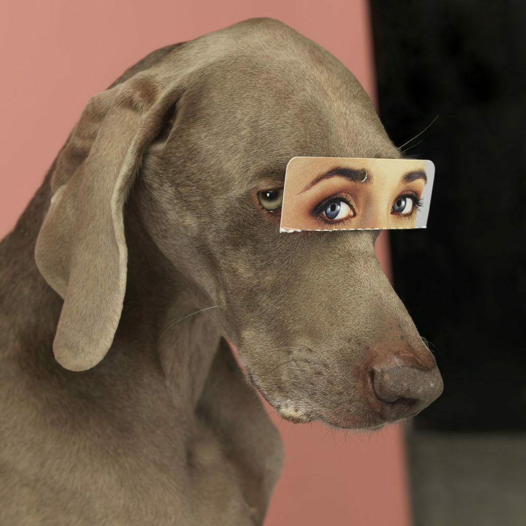 WILLIAM WEGMAN, FALSE EYES 2019: original print by the world famous photographer William Wegman titled False Eyes, 2019, a classic William Wegman image of his famous subject, his dog, Flo, an Aperture Foundation-Magnum Photos 6 x 6 i