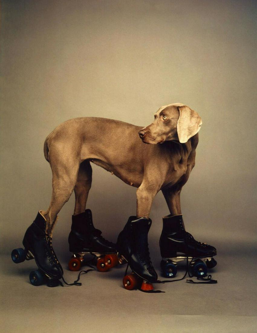 WILLIAM WEGMAN 'Roller Rover', 1987 SIGNED Limited: WILLIAM WEGMAN (b. 1943),'Roller Rover (Fay Wray)', 1987/2014SIGNED Color PhotographArchival Pigment Print on Innova Fibaprint Warm Cotton Gloss paper. Dimensions: 14" x 11" (36 x 28 cm) sheet, 12-1/2