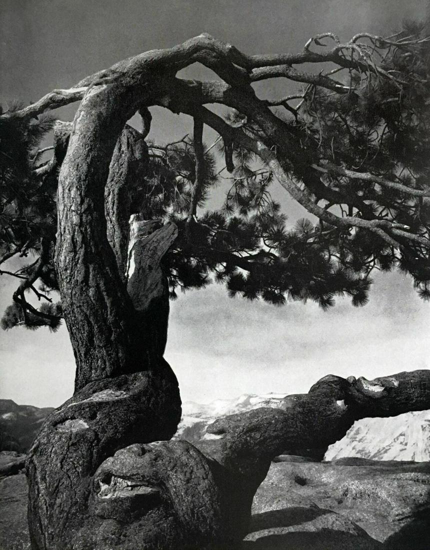 ANSEL ADAMS Yosemite Jeffrey Pine Tree, 1949: Photographer: Ansel Adams (American, 1902 - 1984) - Internationally renowned American photographer. One of the most influential artists in photographic history.Title: "Jeffrey Pine on Sentinel Dome" S