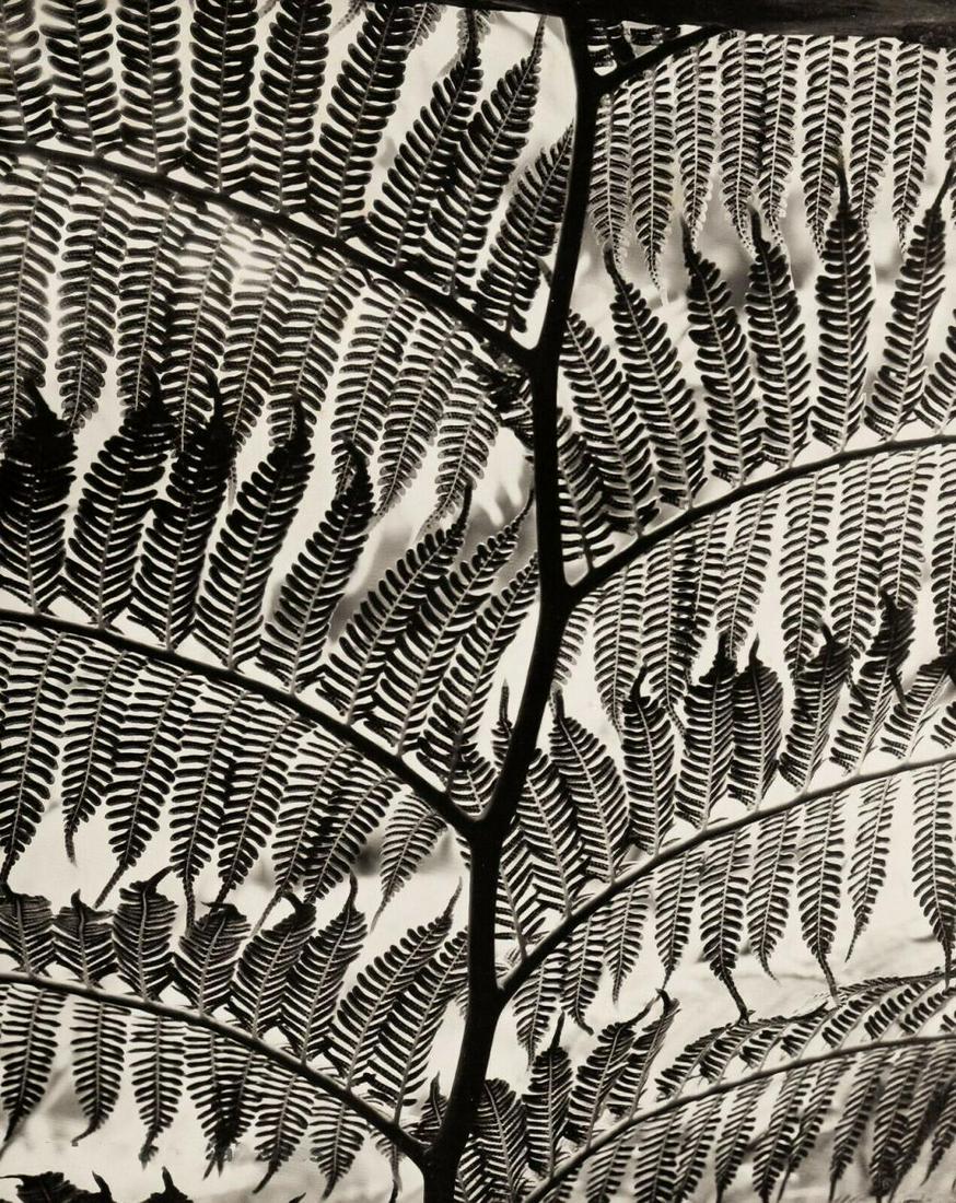BRETT WESTON, 1955 Giant Fern Botanical Abstract (1 of 1)