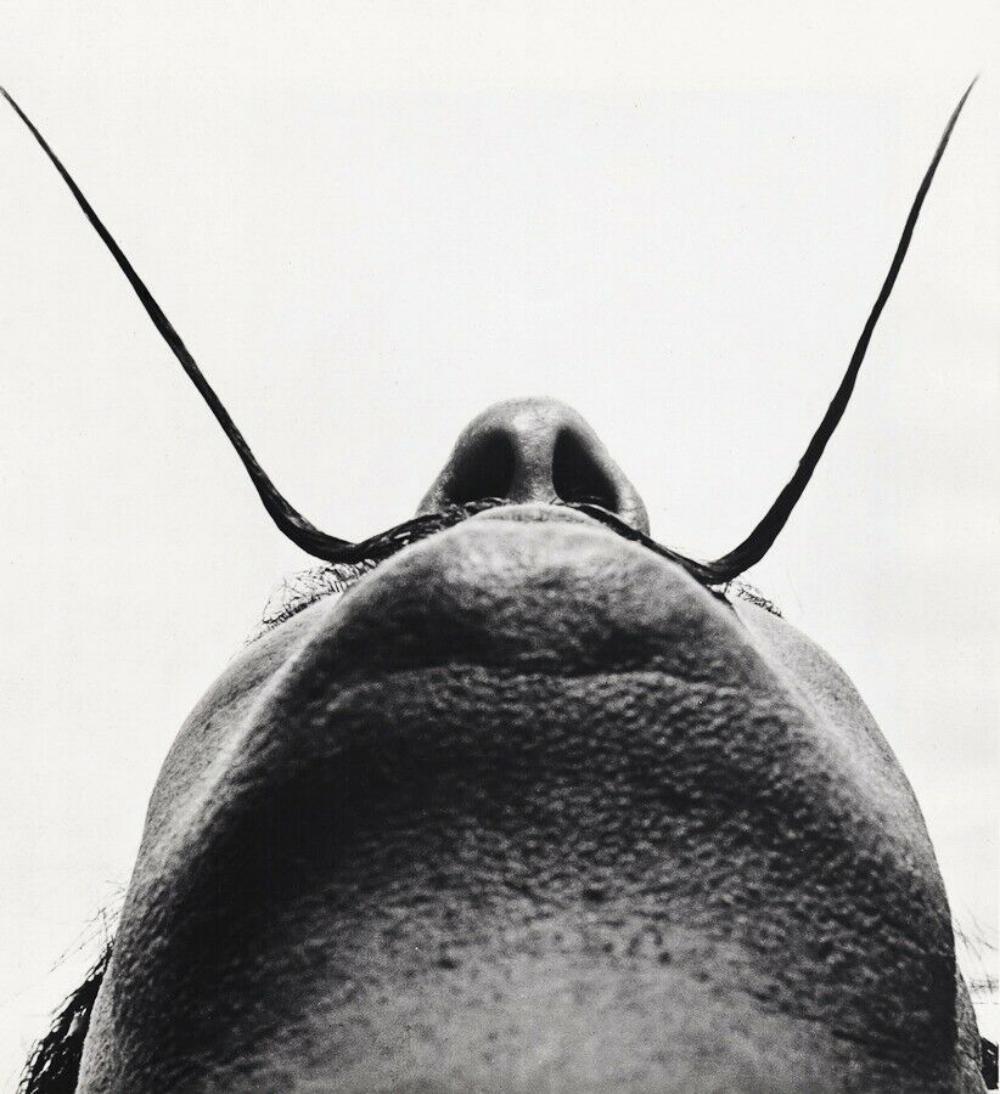 PHILIPPE HALSMAN, SALAVADOR DALI Mustache, 1954: Photographer: Philippe Halsman (Latvia born American, 1906 - 1979) - internationally renowned portrait and fashion photographer, one of the most important and influential photographers from the 1940's