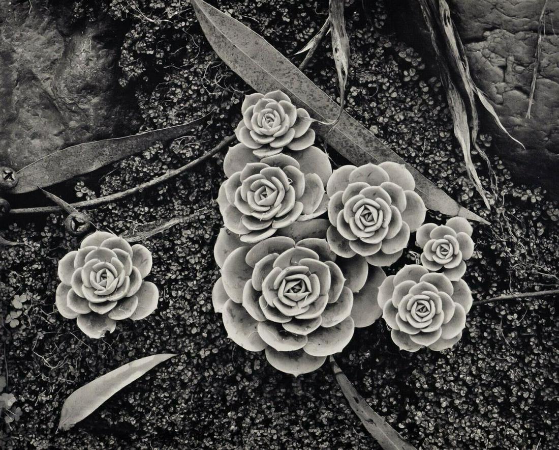 BRETT WESTON Botanical Plant Succulent Rose Leaves 1943: Photographer: Brett Weston (American, 1911 - 1993) - Internationally renowned American photographer and son of Edward Weston. Title: "Succulents" Subject: Succulent still life composition Date Of Nega