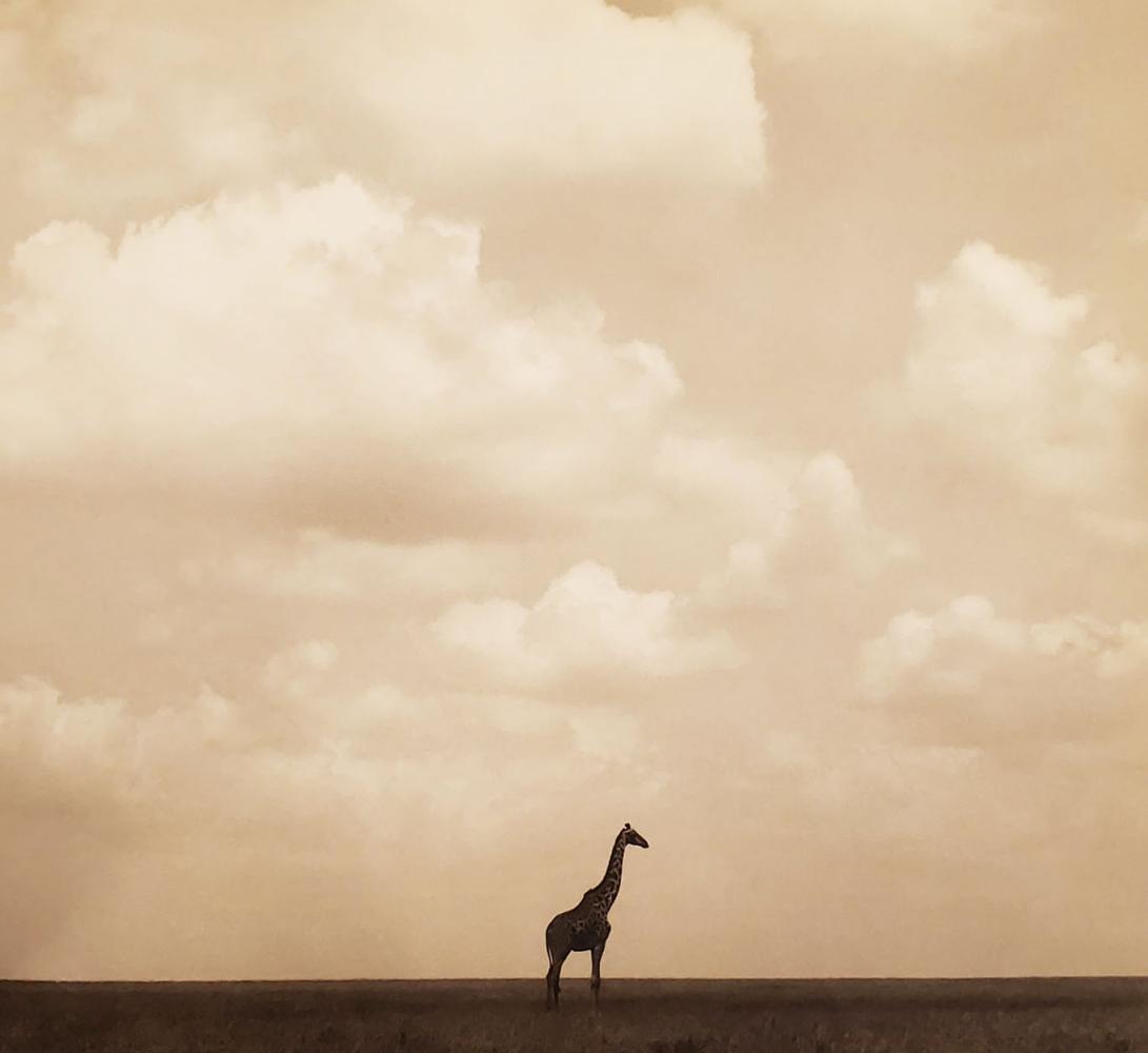 HERB RITTS, Africa - 40, 1993, Photo Engraving (1 of 1)