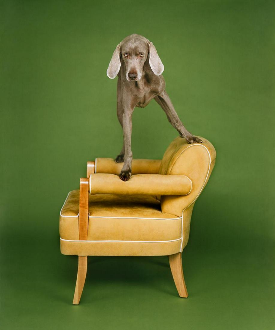 William Wegman, About Four Thirty, signed and numbered (1 of 3)