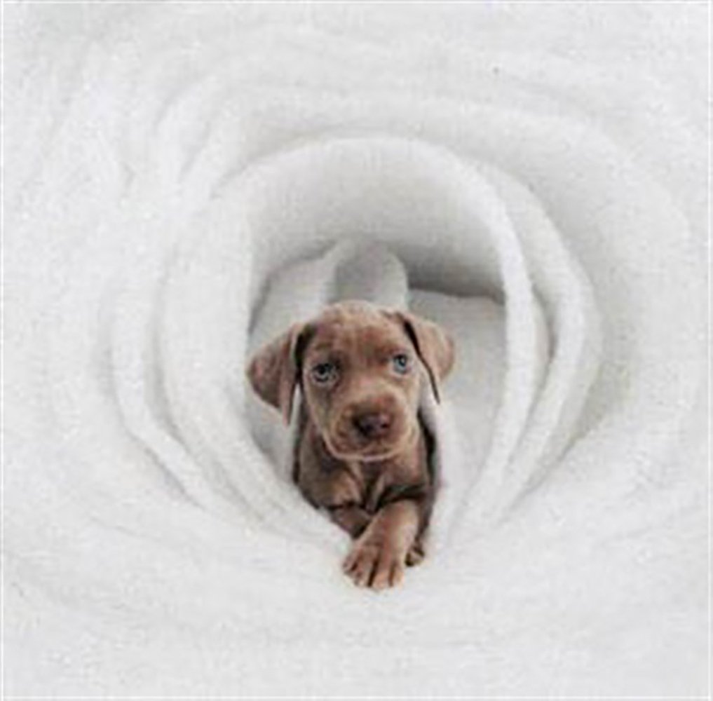 William Wegman,  Puppy 2001, C-Print Signed & numbered (1 of 6)