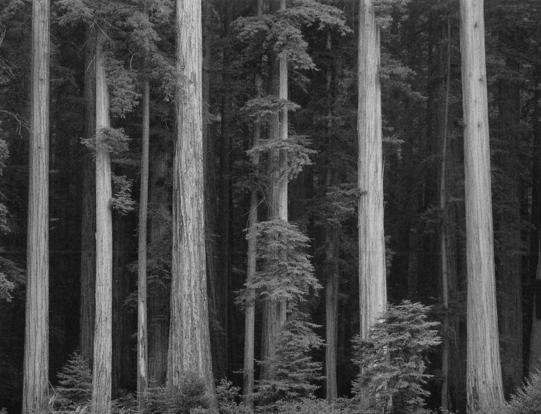 Ansel Adams, Redwoods Bull Creek Flat 1960 (1 of 1)