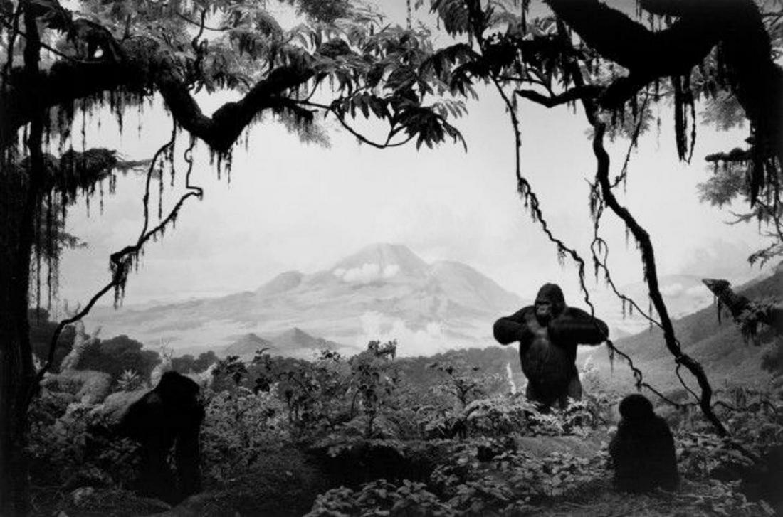 Hiroshi Sugimoto, Gorilla #139, 1994 (1 of 1)