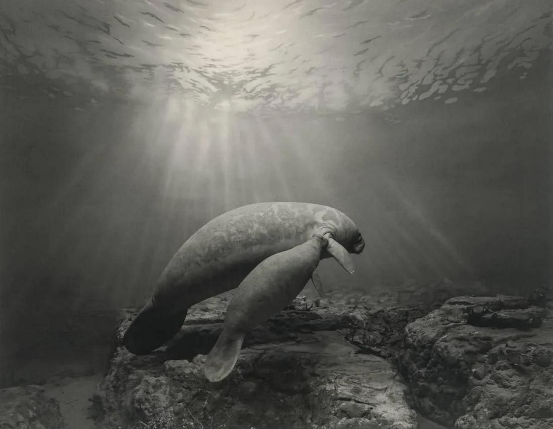 HIROSHI SUGIMOTO - Manatee, 1994 (1 of 1)