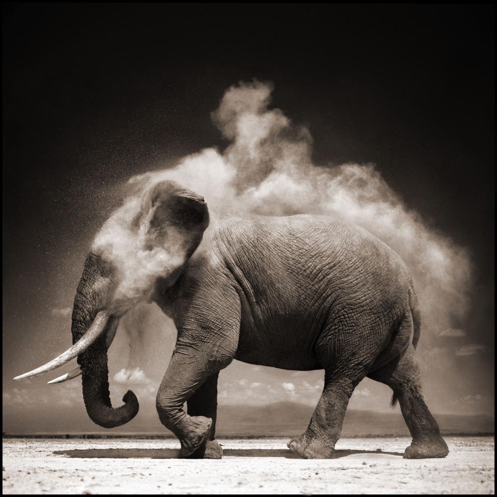 Nick Brandt, Elephant With Exploding Dust, Amboseli, (1 of 1)