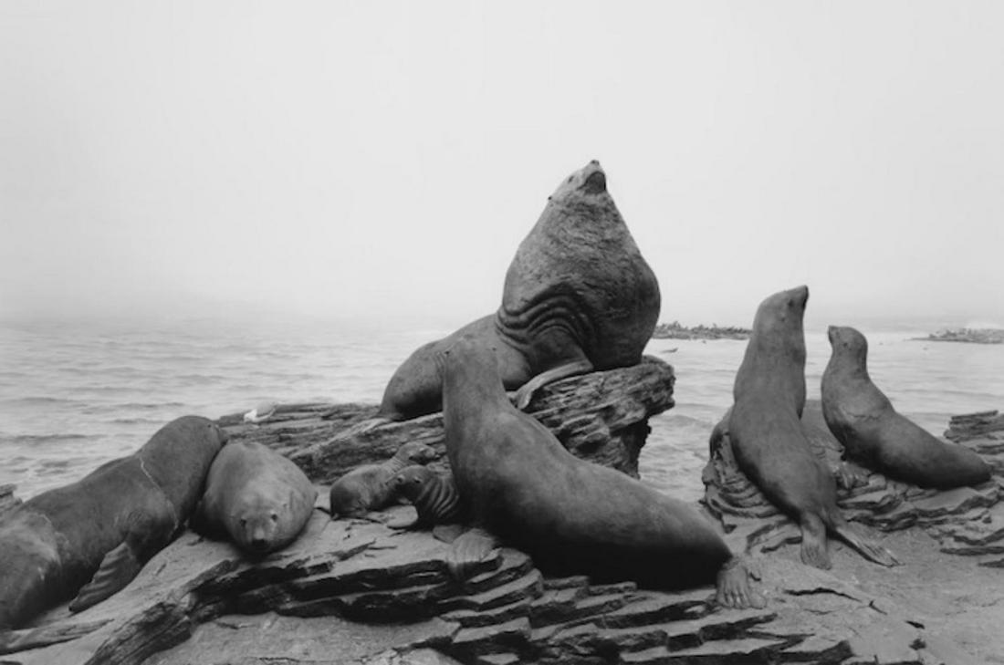 HIROSHI SUGIMOTO - Stellar sea lion, 1994: Photographer: Hiroshi Sugimoto is a contemporary Japanese photographer whose esoteric practice explores memory and time. Using the intrinsic quality of long exposure photography, the artist provides i