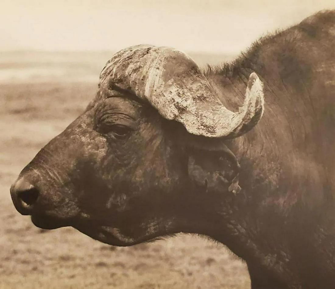 HERB RITTS, Africa - 31, 1993, Photo Engraving (1 of 1)