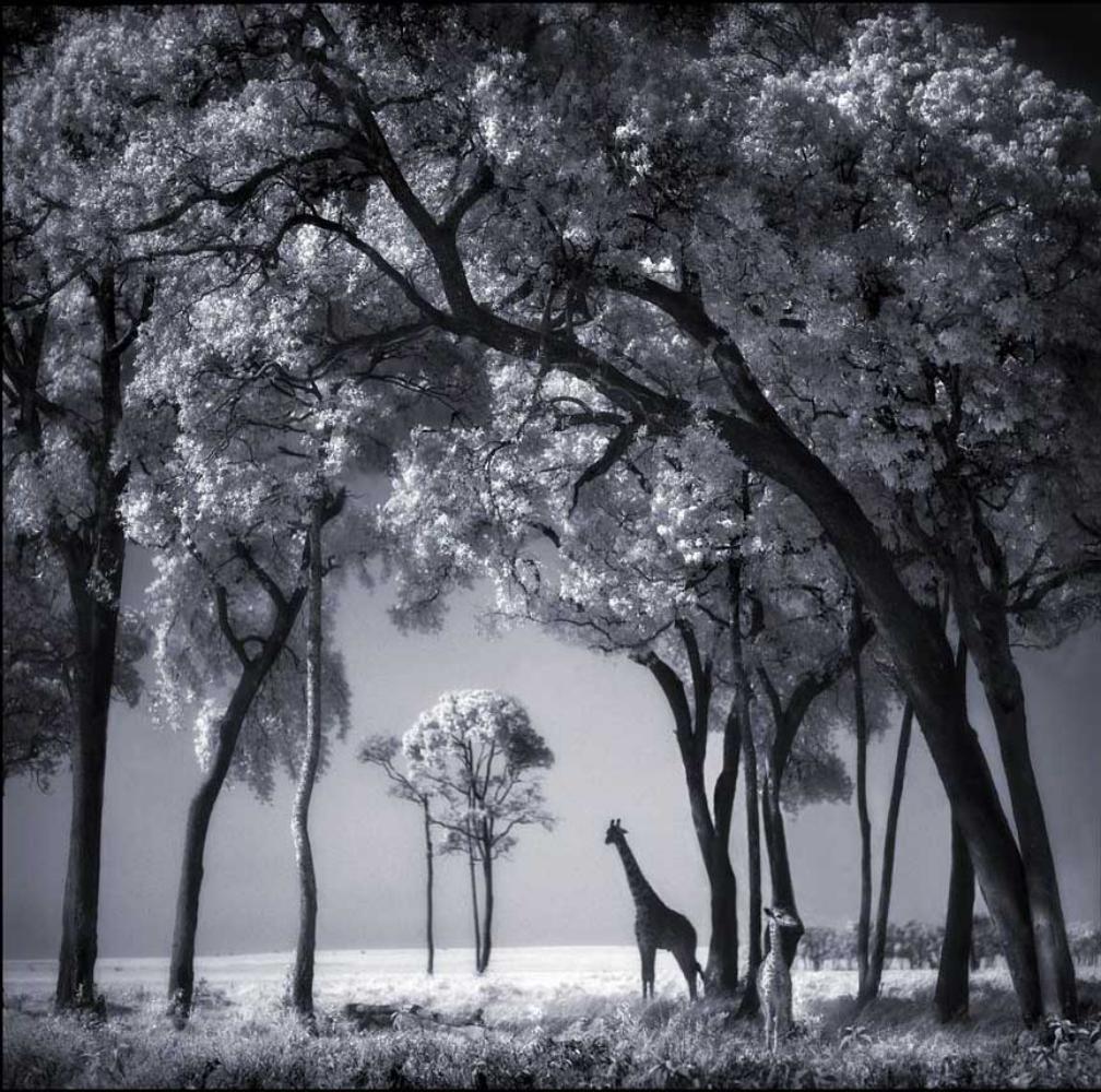 Nick Brandt, Giraffe & baby under Trees, Maasai Mara, 2002 (1 of 1)