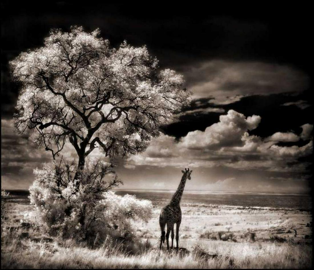 Nick Brandt, Giraffe Looking over Plains, Serengeti, 2002 (1 of 1)
