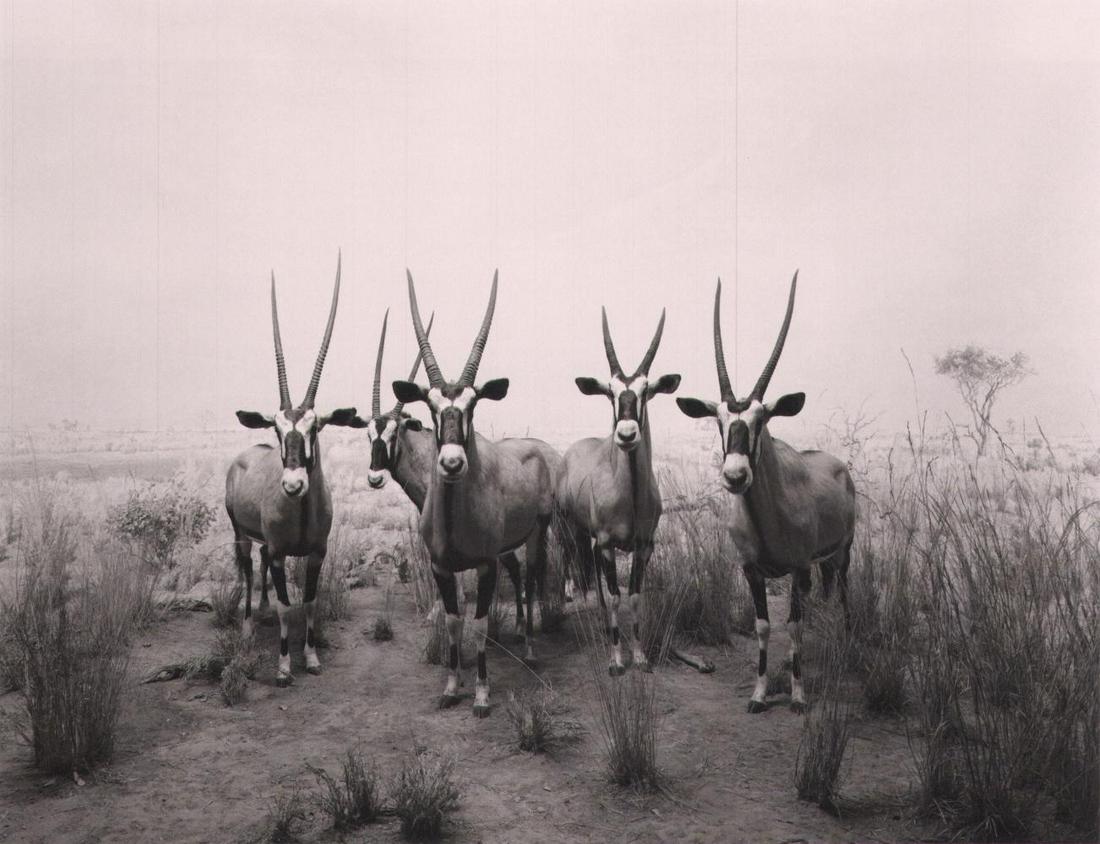 HIROSHI SUGIMOTO, Gemsbok, 1980 (1 of 1)