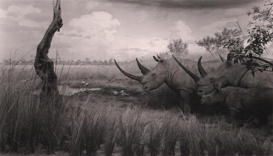 HIROSHI SUGIMOTO, White Rhinoceros, 1980 (1 of 1)