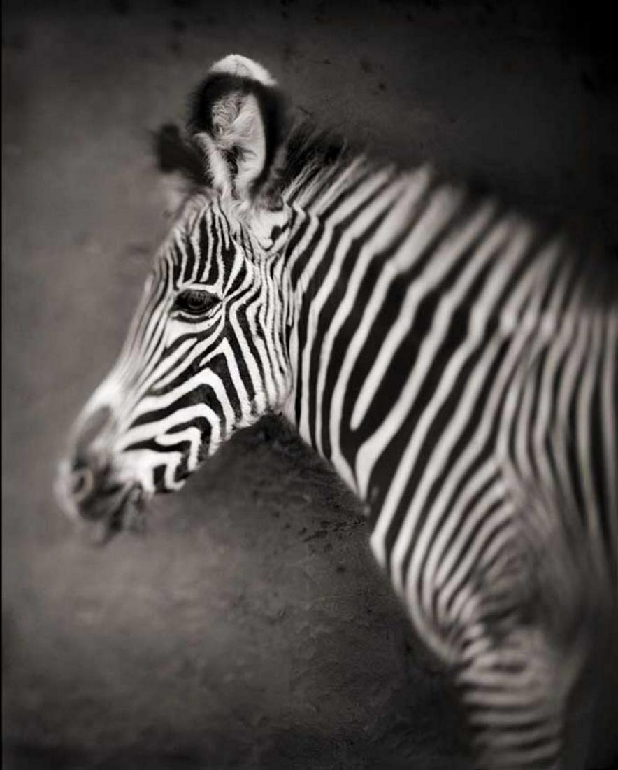 Nick Brandt, Portrait of Baby Zebra, Lewa Downs, 2002: Photographer: Nick Brandt is an English photographer. Brandt's work generally focuses on the rapidly disappearing natural world, as a result of environmental destruction, climate change and man's acti