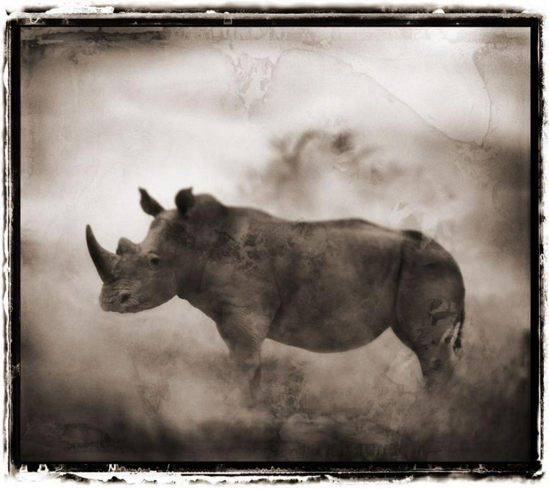 Nick Brandt, Rhinos in dust, Lewa Downs, 2003 (1 of 1)
