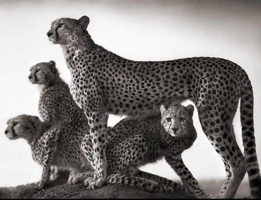Nick Brandt, Cheetah & Cubs, Maasai Mara, 2003 (1 of 1)