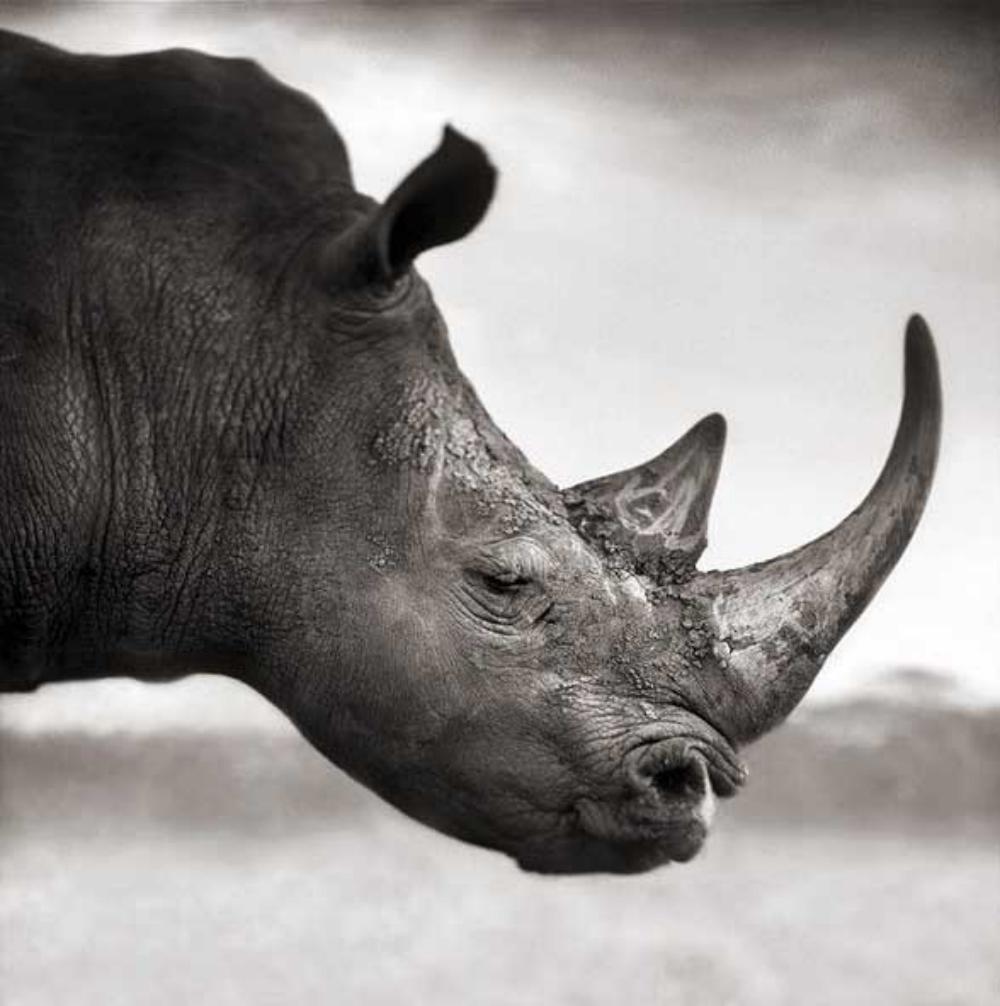 Nick Brandt, Rhinos, Lewa Downs, 2003: Photographer: Nick Brandt is an English photographer. Brandt's work generally focuses on the rapidly disappearing natural world, as a result of environmental destruction, climate change and man's acti