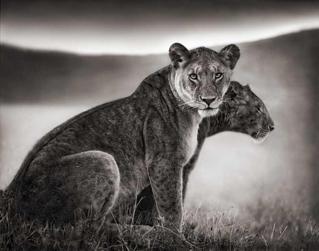 Nick Brandt, Sitting Lionesses, Serengeti, 2002: Photographer: Nick Brandt is an English photographer. Brandt's work generally focuses on the rapidly disappearing natural world, as a result of environmental destruction, climate change and man's acti