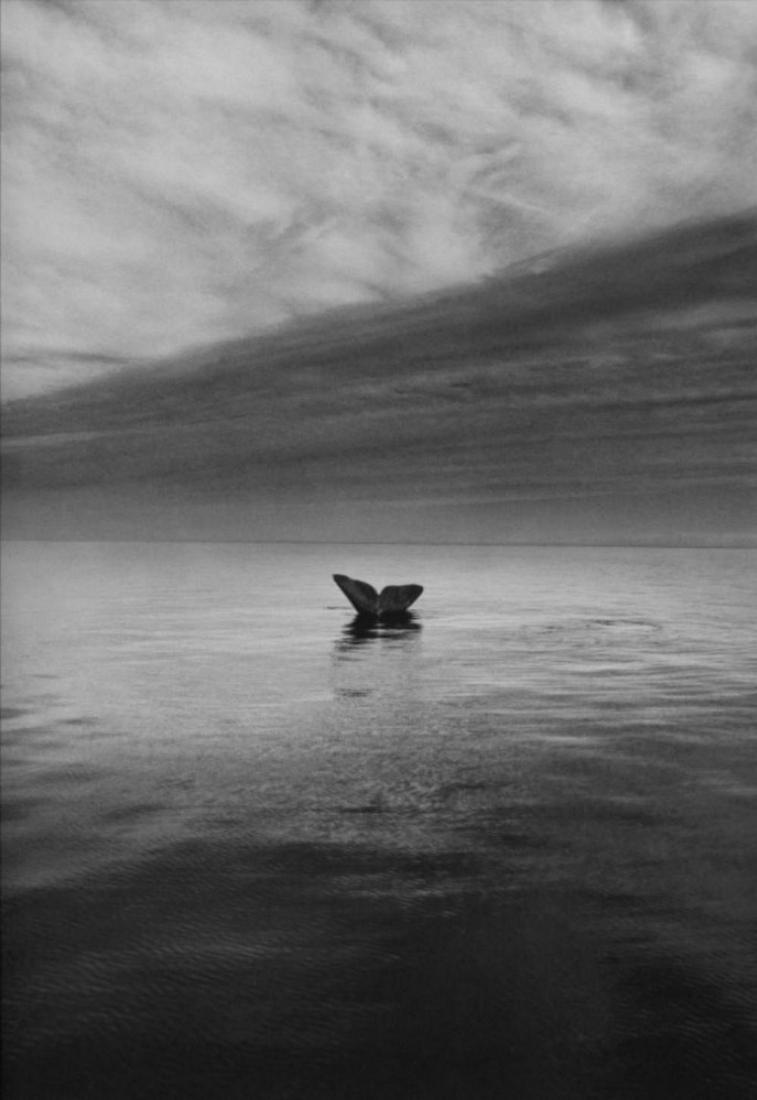 Sebastiao Salgado, Whale Tail, Valdes Peninsula, Argentina, 2004: Photographer: Sebastiao Ribeiro Salgado Junior is a Brazilian social documentary photographer and photojournalist. He has traveled in over 120 countries for his photographic projects. Most of these ha