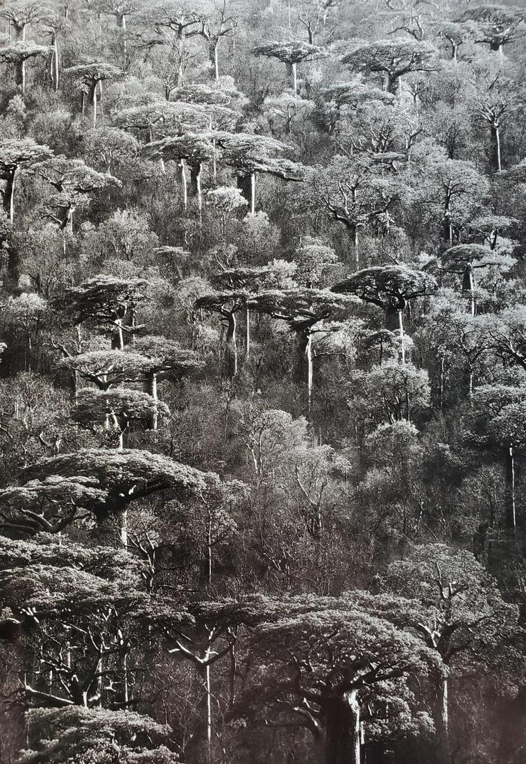 Sebastiao Salgado, Adansonia Grandidieri, 2010: Photographer: Sebastiao Ribeiro Salgado Junior is a Brazilian social documentary photographer and photojournalist. He has traveled to over 120 countries for his photographic projects. Most of these ha