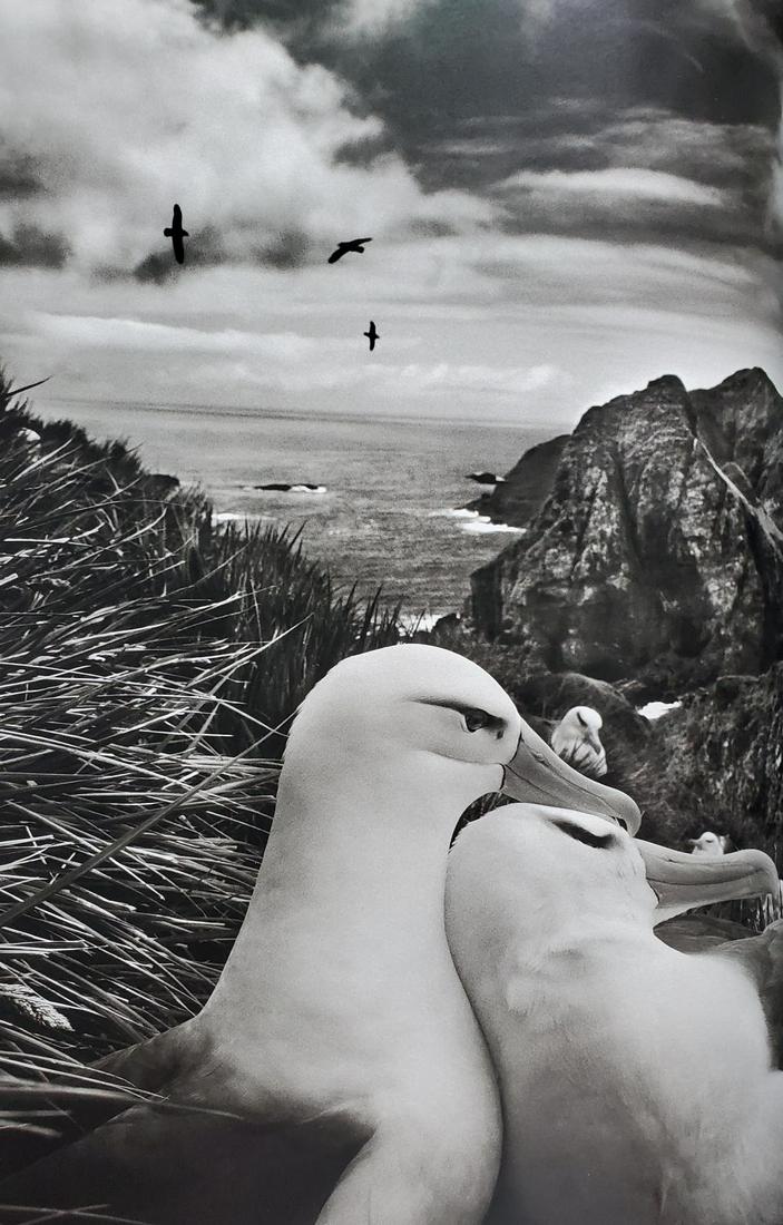 Sebastiao Salgado, Two black-browed albatrosses nestle while overlooking the Willis Islands near: Photographer: Sebastiao Ribeiro Salgado Junior is a Brazilian social documentary photographer and photojournalist. He has traveled to over 120 countries for his photographic projects. Most of these ha