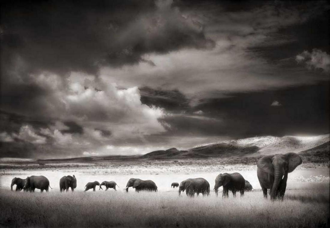 Nick Brandt, Elephant Herd, Serengeti, 2001 (1 of 1)