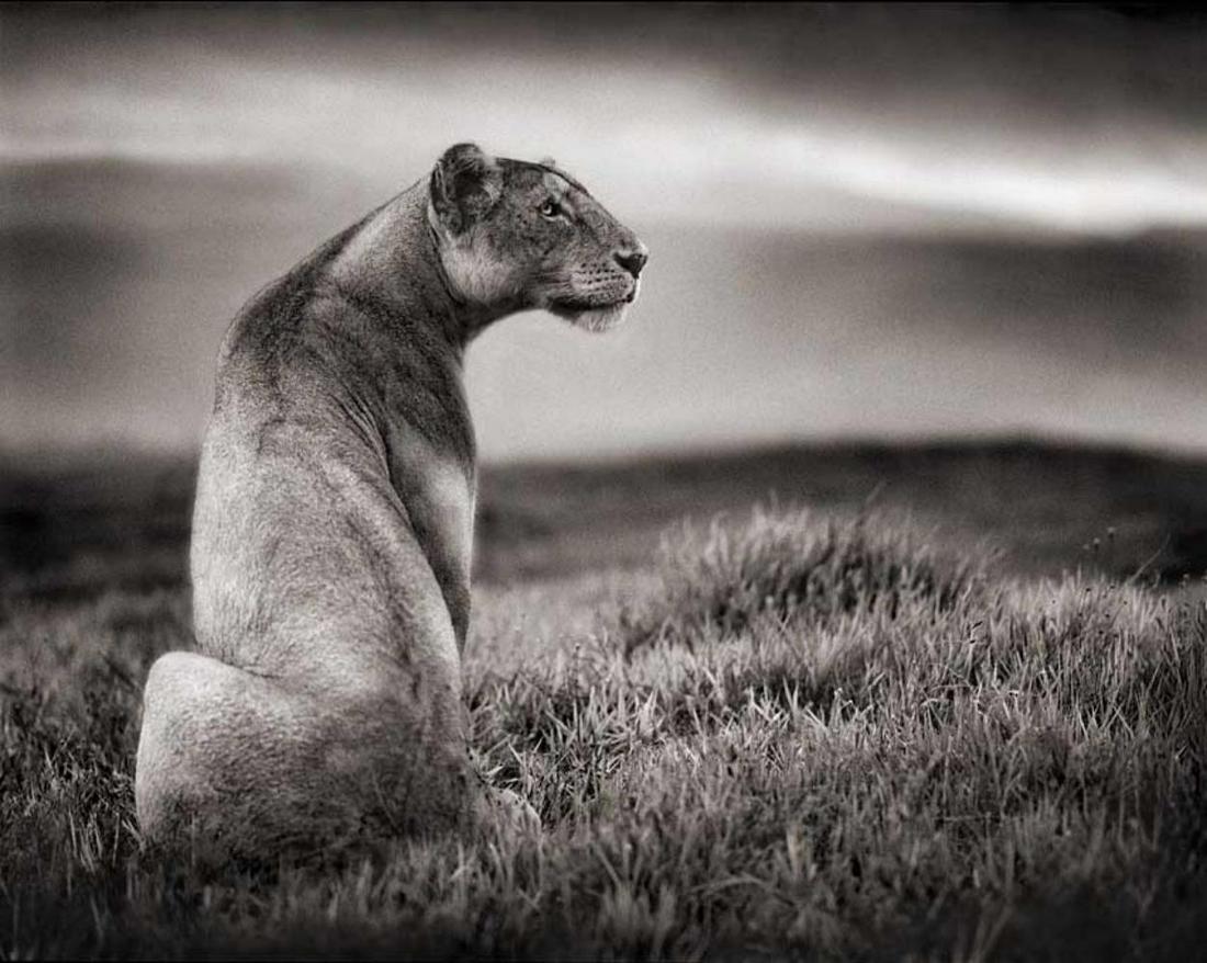 Nick Brandt, Lioness in Crater, Ngorongoro Crater, 2000 (1 of 1)