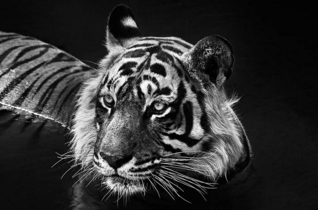 David Yarrow, THE KILLER, RANTHAMBORE NATIONAL PARK, INDIA 2013 (1 of 1)