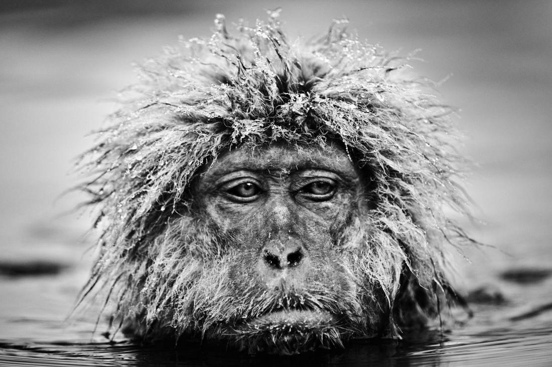 David Yarrow, GRUMPY MONKEY, JIGOKUDANI NATIONAL PARK, JAPAN 2013 (1 of 1)