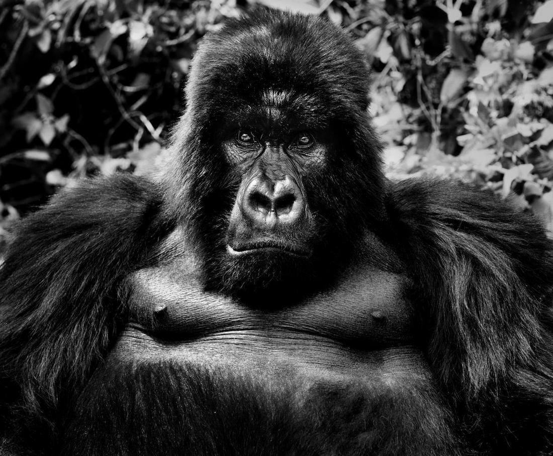 David Yarrow, KING KONG, 2014 Large Format (1 of 1)