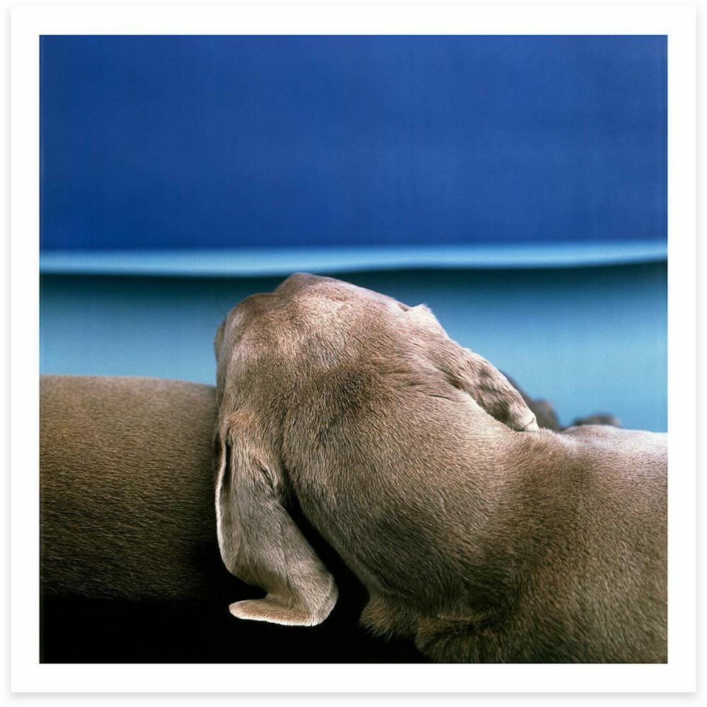 WILLIAM WEGMAN 'Shore, 1999' SIGNED Limited Edition Photograph (1 of 3)