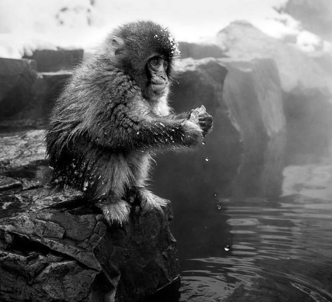 David Yarrow, Monkey, 2014: Photographer: David Yarrow is a British fine-art photographer, conservationist, and author. The subjects of his photography include sport stars, world-renowned models, wildlife, indigenous communities