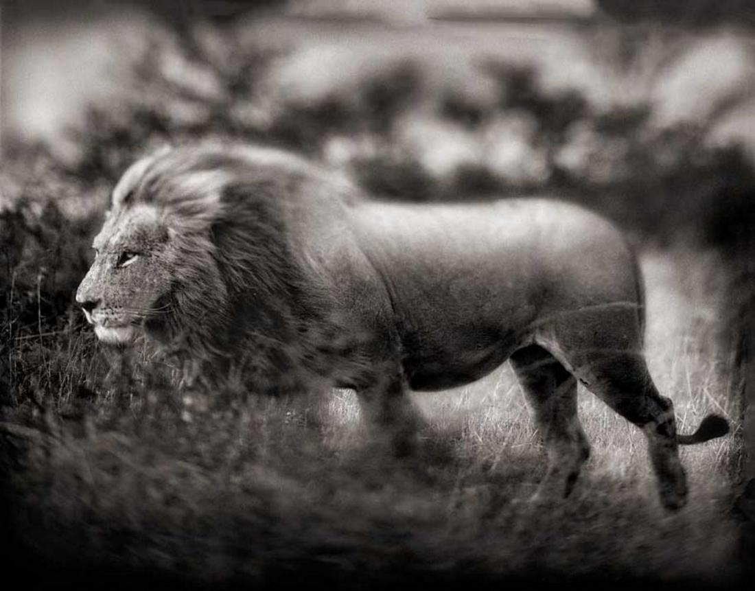 Nick Brandt, Windswept Lion, Serengeti, 2002: Photographer: Nick Brandt is an English photographer. Brandt's work generally focuses on the rapidly disappearing natural world, as a result of environmental destruction, climate change, and man's act