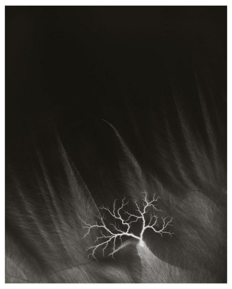 Hiroshi Sugimoto, Lightning Fields 146, 2009, Limited edition (1 of 1)